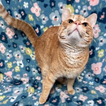 Domestic Short Hair Cats Available for Adoption in Waterloo, Iowa - Sue | PetCurious