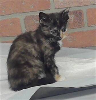 BUTTER RUM -  American Shorthair and Domestic Short Hair Cat for Adoption in Houston, Texas - BUTTER RUM | PetCurious