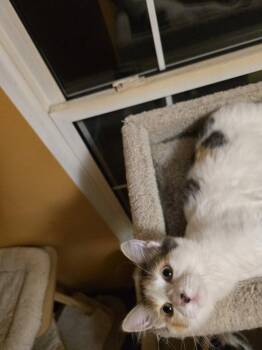 Emma -  Domestic Long Hair Cat for Adoption in St. Peters, Missouri - Emma | PetCurious