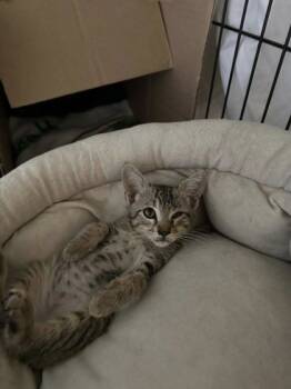 Rescue Domestic Short Hair Cats for Adoption in River Ridge, Louisiana - Westie | PetCurious