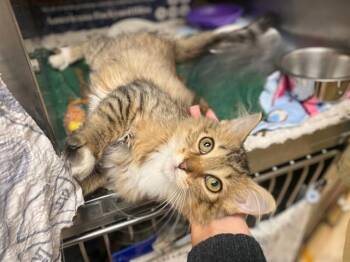 CROW -  Domestic Medium Hair Cat for Adoption in Fort Wayne, Indiana - CROW | PetCurious