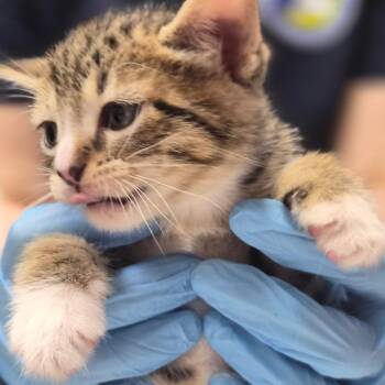 Eminem -  Domestic Short Hair Cat for Adoption in Newark, New Jersey - Eminem | PetCurious