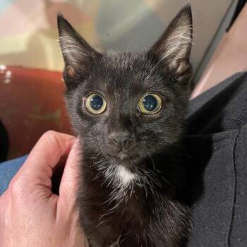 Rescue Domestic Short Hair Cats for Adoption in Warrenton, Oregon - Preacher (Renee K10) | PetCurious