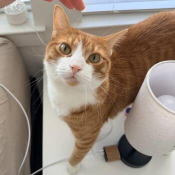 Domestic Short Hair Cats Available for Adoption - Catcifer | PetCurious