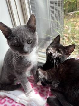 Ruth and Dolly -  Domestic Short Hair Cat for Adoption in Seattle, Washington - Ruth And Dolly | PetCurious