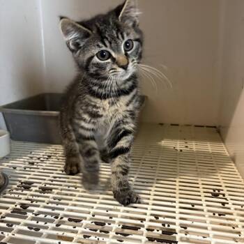 Jameson -  Domestic Short Hair Cat for Adoption in Pottstown, Pennsylvania - Jameson | PetCurious