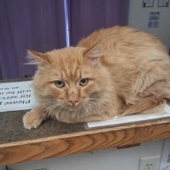 Rescue Domestic Long Hair Cats for Adoption in Roosevelt, Utah - Count Flame | PetCurious
