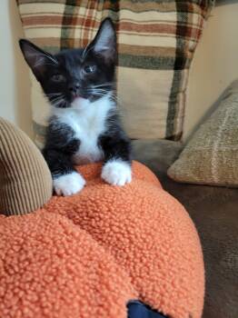 French Toast -  Tuxedo Cat for Adoption in Savannah, Georgia - French Toast | PetCurious