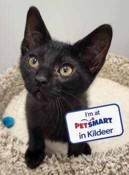 Domestic Short Hair Cats Available for Adoption in Grayslake, Illinois - Sprout | PetCurious