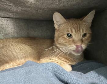 Rescue Tabby Cats for Adoption in Parkville, Missouri - Sinbad | PetCurious