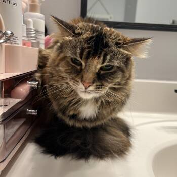 Domestic Medium Hair Cats Available for Adoption - Kiwi | PetCurious