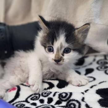 XBOX -  Domestic Medium Hair and Domestic Short Hair Cat for Adoption in Westland, Michigan - XBOX | PetCurious