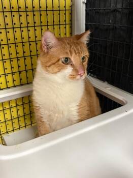 Blaze -  Domestic Short Hair Cat for Adoption in St. Cloud, Florida - Blaze | PetCurious