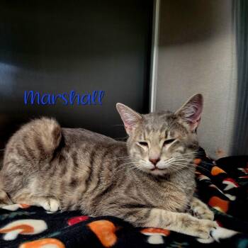 Domestic Short Hair Cats Available for Adoption - Marshall | PetCurious