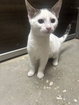 Rescue Domestic Short Hair Cats for Adoption in Austin, Texas - Aiden | PetCurious