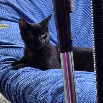 Little Man -  Domestic Short Hair Cat for Adoption in Buffalo, New York - Little Man | PetCurious