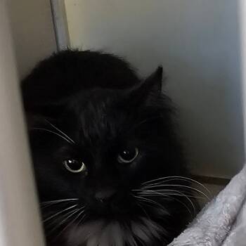 Rescue Persian Cats for Adoption in Midland, Texas - Dom | PetCurious