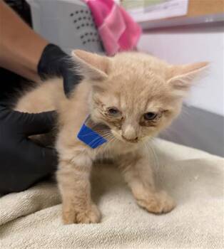 A886209 -  Domestic Short Hair Cat for Adoption in Camarillo, California - A886209 | PetCurious