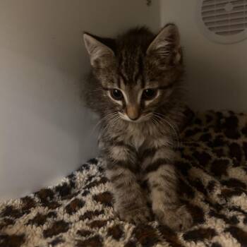 Domestic Short Hair Cats Available for Adoption in Phoenix, Arizona - Ember | PetCurious