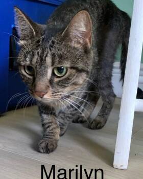 Marilyn -  Domestic Short Hair Cat for Adoption in Largo, Florida - Marilyn | PetCurious