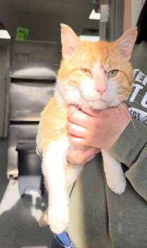 Domestic Short Hair Cats Available for Adoption in Metamora, Illinois - Jamie-Q | PetCurious