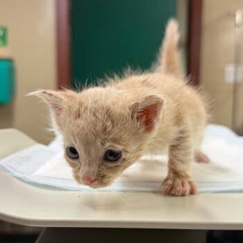 Domestic Short Hair Cats Available for Adoption in Pauls Valley, Oklahoma - Eggplant | PetCurious