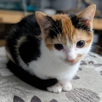 Rescue Domestic Short Hair Cats for Adoption in Reisterstown, Maryland - Poppy 2 | PetCurious