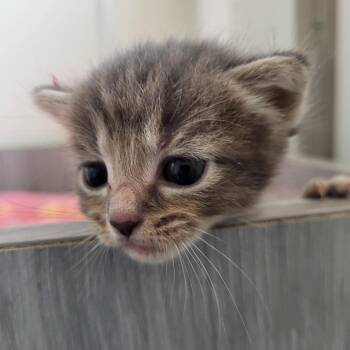 Faramir -  Domestic Medium Hair Cat for Adoption in Kanab, Utah - Faramir | PetCurious