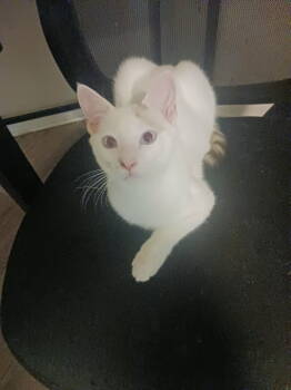 Rescue Domestic Short Hair Cats for Adoption in Zephyrhills, Florida - Cumulus (new) | PetCurious