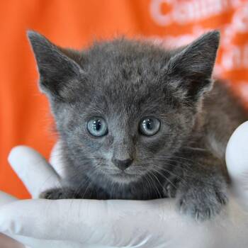 Rescue Domestic Short Hair Cats for Adoption in Dallas, Texas - Nova | PetCurious