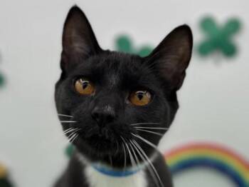Domestic Short Hair Cats Available for Adoption - Bentley | PetCurious