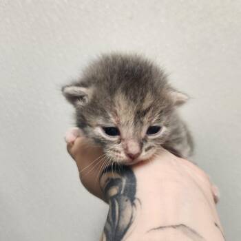Swiss Roll -  Domestic Short Hair Cat Available for Adoption in North Battleford, Saskatchewan - Swiss Roll | PetCurious