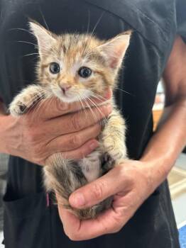 Argon -  Domestic Short Hair Cat for Adoption in Trenton, New Jersey - Argon | PetCurious