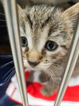 Jones Kitten 4(Grace) -  American Shorthair Cat for Adoption in Mocksville, North Carolina - Jones Kitten 4(Grace) | PetCurious