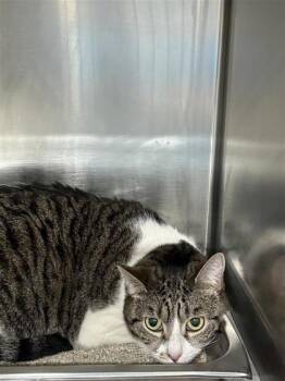 Domestic Short Hair Cats Available for Adoption in Largo, Florida - Daisy | PetCurious