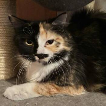 Domestic Long Hair Cats Available for Adoption - Angora | PetCurious