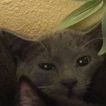 Porcelain -  Domestic Short Hair Cat for Adoption in Flagstaff, Arizona - Porcelain | PetCurious