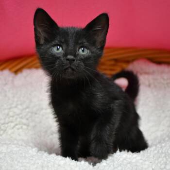 BAC-Stray-142041 -  Domestic Short Hair Cat for Adoption in Beaumont, Texas - BAC-Stray-142041 | PetCurious