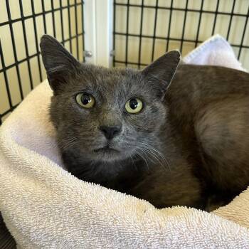 Domestic Short Hair Cats Available for Adoption in Burlingame, California - Jeffery | PetCurious
