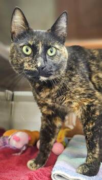 LITTLE FLOWER* -  Domestic Short Hair Cat Available for Adoption in Santa Cruz, California - LITTLE FLOWER* | PetCurious