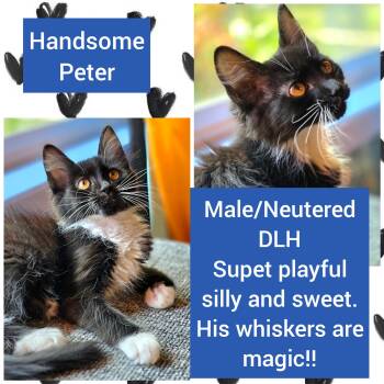 Peter -  Domestic Long Hair Cat for Adoption in Beaverton, Oregon - Peter | PetCurious