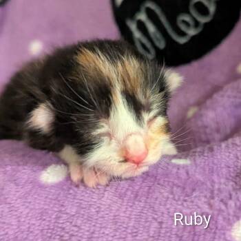 Ruby Roo -  Domestic Short Hair Cat for Adoption in Huntsville, Alabama - Ruby Roo | PetCurious