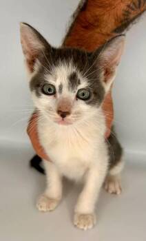 Bluey -  Domestic Short Hair Cat for Adoption in Milton, Delaware - Bluey | PetCurious