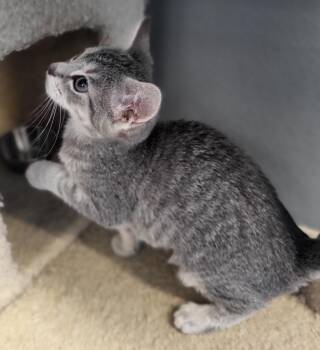 Blue Bonnet -  Domestic Short Hair Cat for Adoption in Bloomington, Indiana - Blue Bonnet | PetCurious