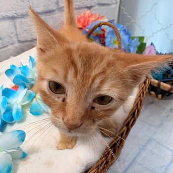 Peanut -  Domestic Short Hair Cat for Adoption in Harrisonburg, Virginia - Peanut | PetCurious