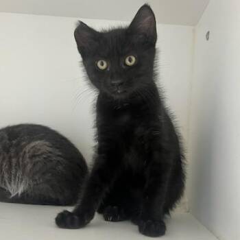 Scrappy Sam (ID 51874) -  Domestic Short Hair Cat for Adoption in Manassas, Virginia - Scrappy Sam (ID 51874) | PetCurious