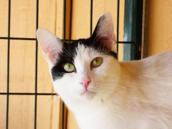 Roose -  Domestic Short Hair Cat for Adoption in Colorado Springs, Colorado - Roose | PetCurious