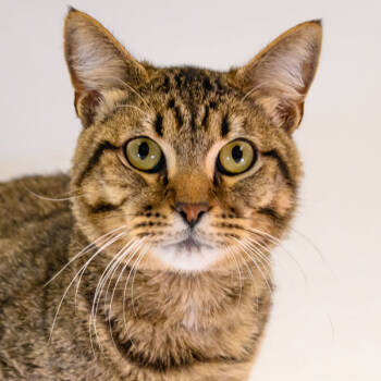 Rescue Domestic Short Hair Cats for Adoption in Houston, Texas - Milo | PetCurious