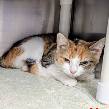 American Bobtail Cats Available for Adoption - Annie Belle | PetCurious