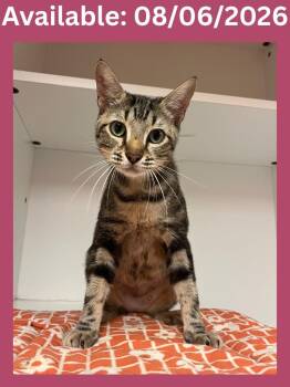 Cat Condo #18 -  Domestic Short Hair and Mixed Breed Cat for Adoption in Greenville, Texas - Cat Condo #18 | PetCurious